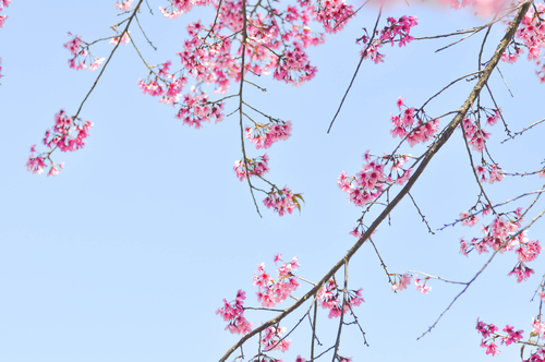 狭山湖_桜